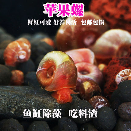红苹果螺除藻螺青鳉鱼小型观赏鱼缸清洁工具螺淡水黄金斑马螺活体