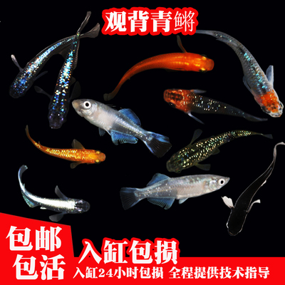 观背青鳉淡水观赏鱼魔法鱂鱼冷水鱼小锦鲤金鱼活体古法鱼缸鱼活物