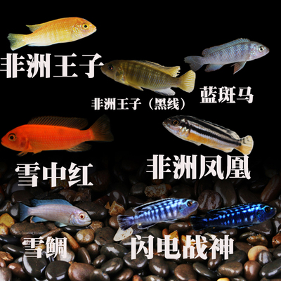 三湖慈鲷鱼黑线王子杂鲷活体中小型耐养易活热带观赏鱼淡水鱼凤凰