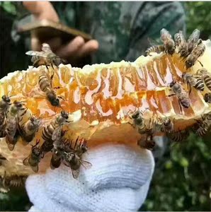 武夷山土蜂蜜百花蜜纯正野生农家