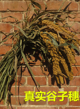 谷子穗小米穗干花农作物装饰挂件