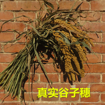 谷子穗小米穗干花农作物装饰挂件