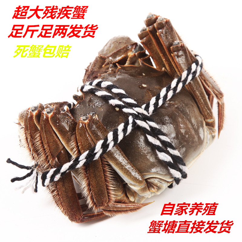 【特大残蟹】固城湖鲜活公母大闸大闸蟹