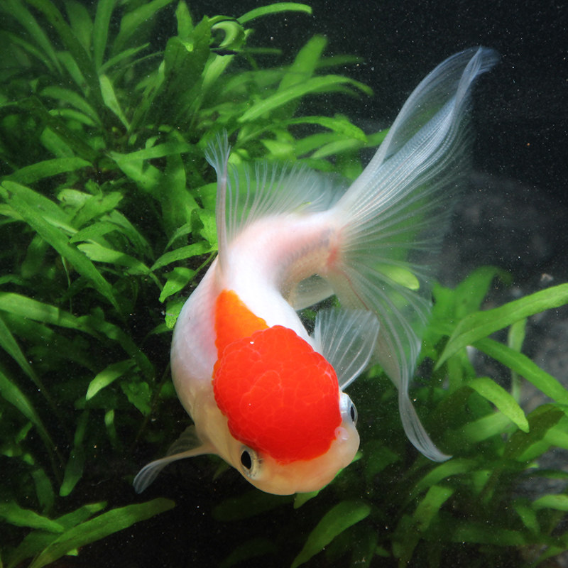 金鱼活体鸿运当头鹤顶红小金鱼四季观赏鱼小型淡水冷水招财鱼包邮