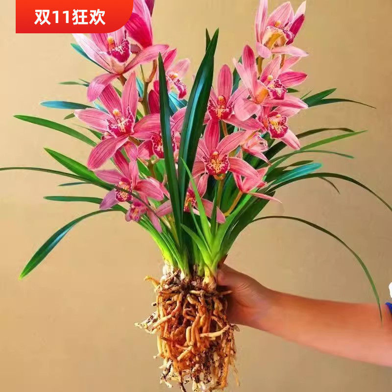 浓香建兰四季兰状元红名贵兰花苗