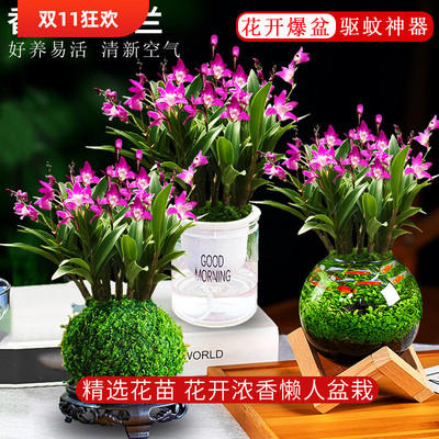 香水石斛兰花带花苞水培绿植