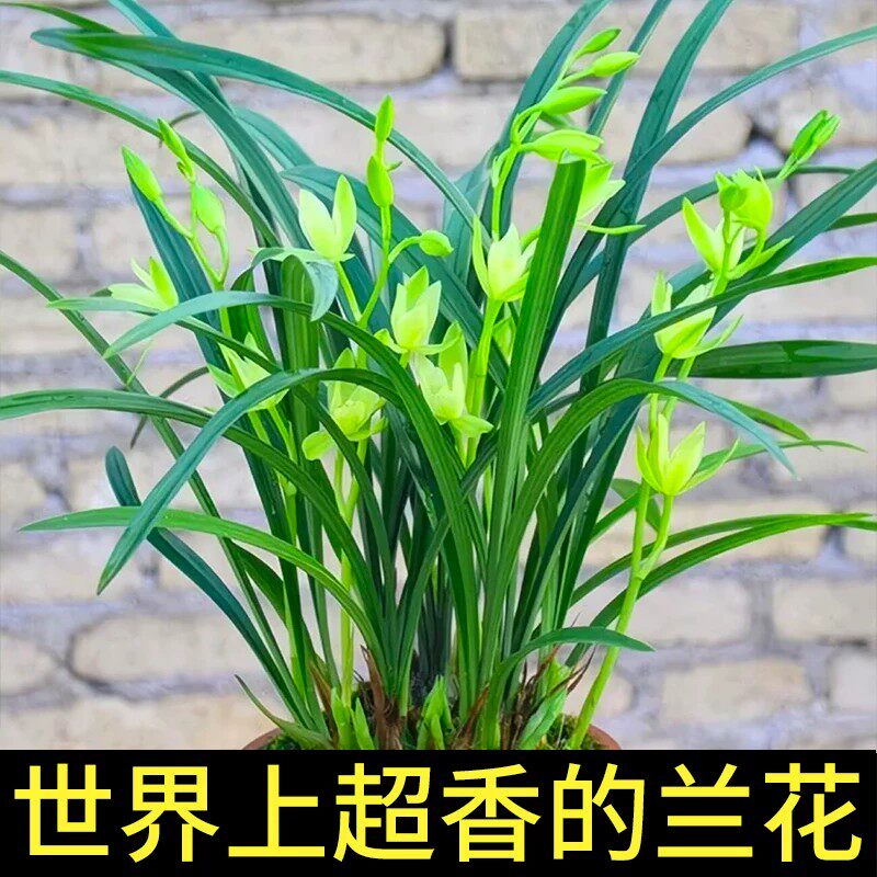 龙城国兰兰花苗观音素正品高档花建兰浓香兰草室内花盆栽花卉