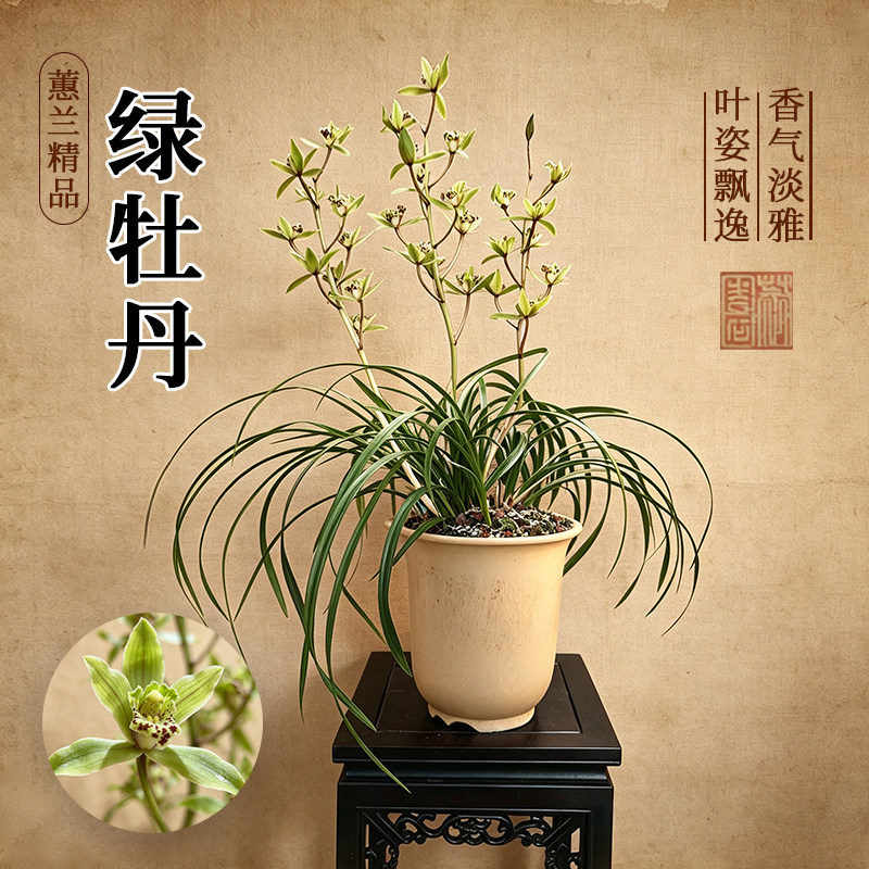 蕙兰老种绿牡丹勤花耐活好养