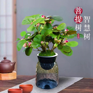 小盼菩提室内绿植花卉菩提树中式禅意桌面摆件饰物好养绿植盆景