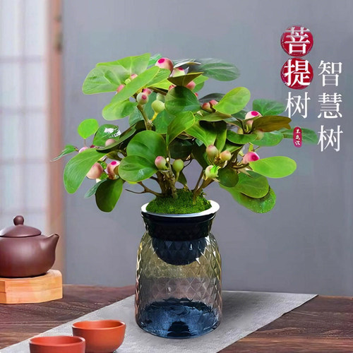 小盼菩提室内绿植花卉菩提树中式禅意桌面摆件饰物好养绿植盆景