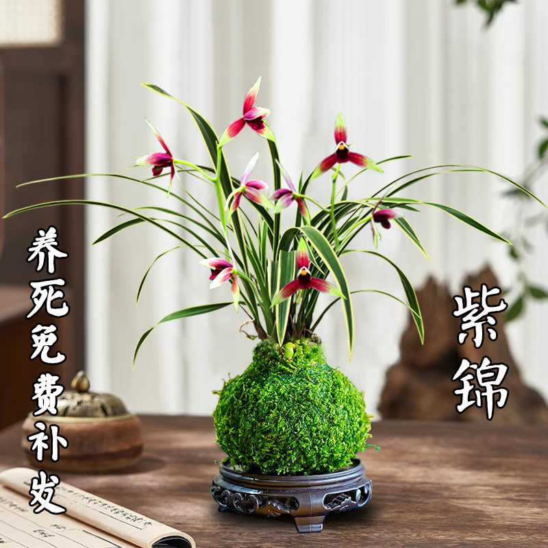 兰花苗建兰紫锦四季兰金边矮种
