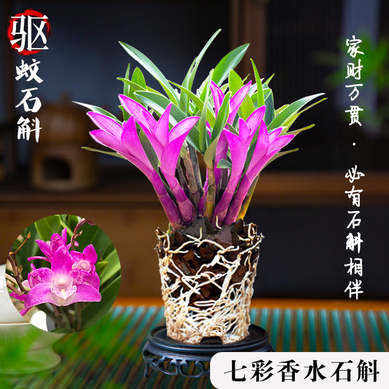 七彩香水石斛兰花好养绿植浓香