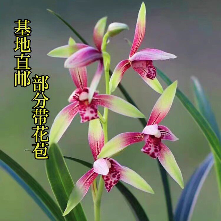 兰花苗老品种富山奇蝶小国魂红月高山春色线艺建兰部分带花苞包邮