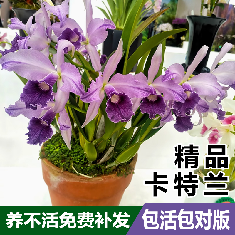 卡特兰花浓香好看又好养