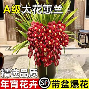 大花蕙兰带花苞盆栽年宵花兰花植物室内鲜花花卉客厅绿植耐寒惠兰