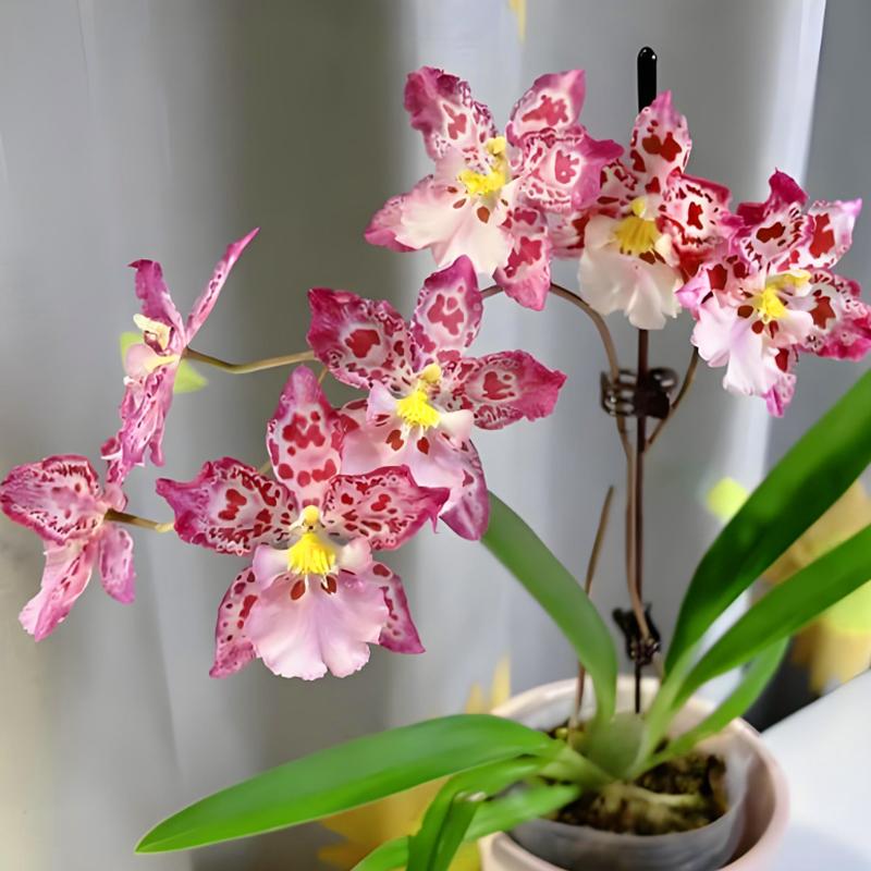 文心兰盆栽带花苞香水