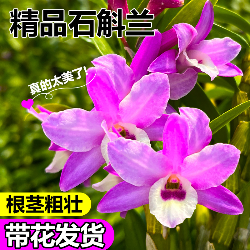 多品种石斛兰带花苞 火烈鸟 红颜 爆花复花勤盆栽 室内外好养护