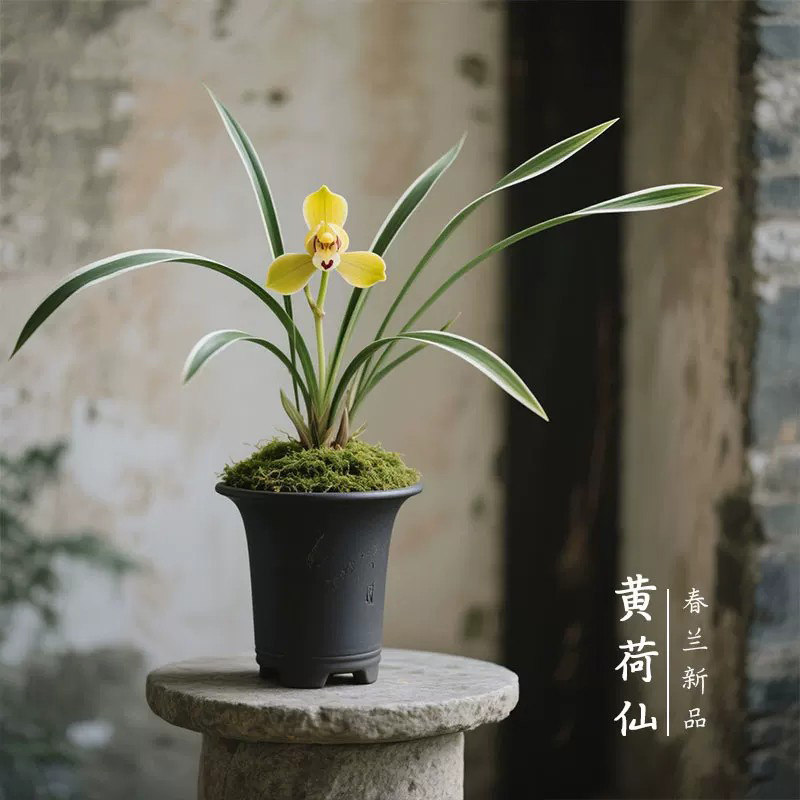 【黄荷仙】兰花苗细叶春兰名贵盆栽花卉植物浓香兰草国兰室内客厅