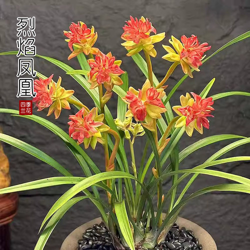烈焰凤凰带花苞名贵奇花