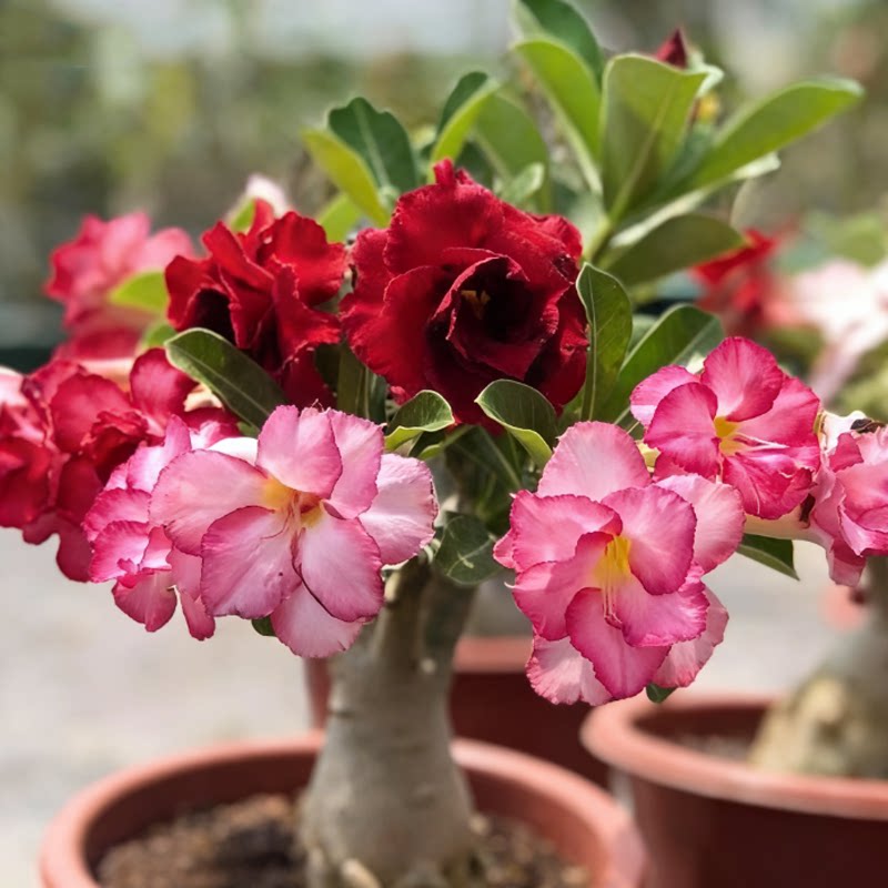 沙漠玫瑰盆栽重瓣四季花老桩大苗庭院阳台耐旱植物易养活当年开花