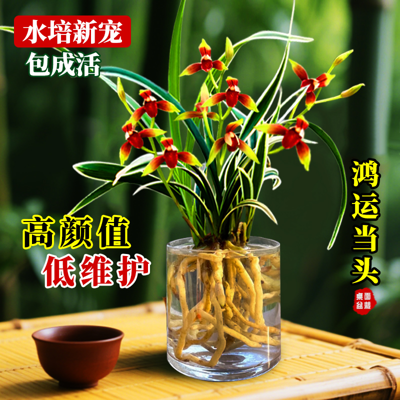 室内盆栽浓香型水培金边兰花苗