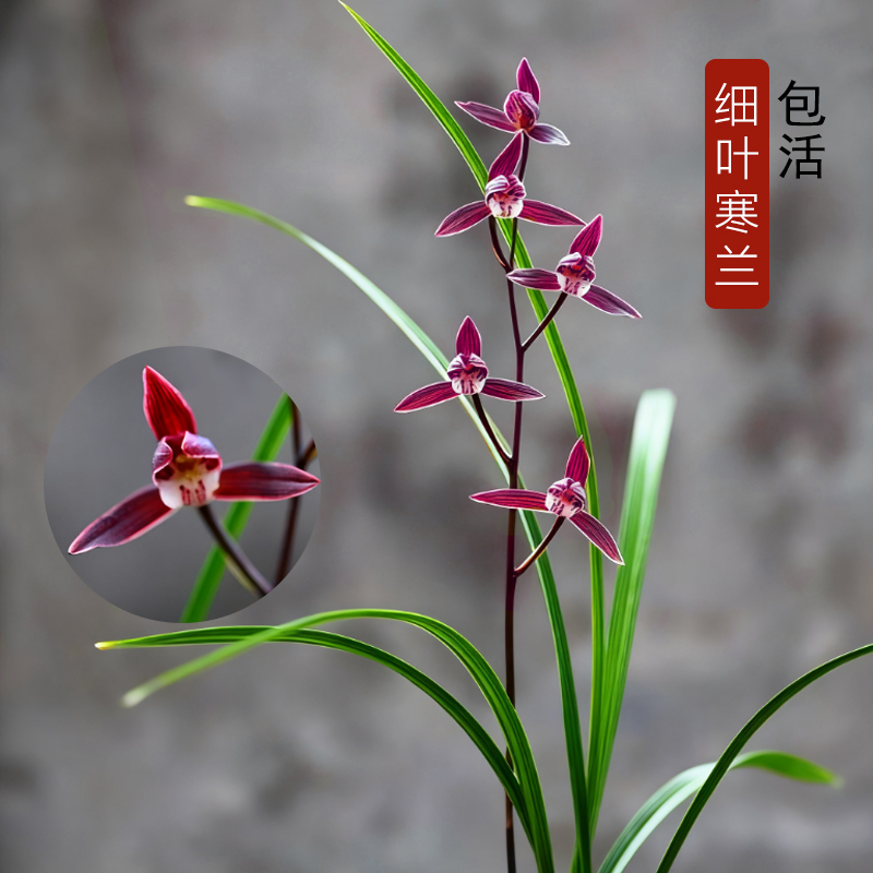 细叶寒兰名贵兰花苗画中仙冬带花苞室内花卉绿植盆栽客厅高贵品种