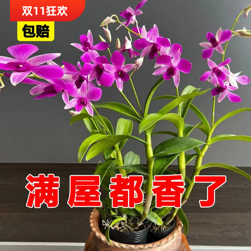 带多品种泼墨石斛盆栽泼墨香水石斛懒人花卉绿植四季来花净化空气