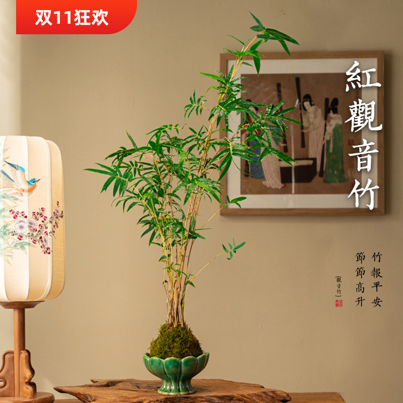 红竹红观音竹苔玉球苔藓球水培