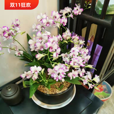 带多花苞泼墨石斛懒人盆栽