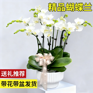 蝴蝶兰盆栽现带花苞 好养花卉绿植办公室内客厅阳台高档盆景