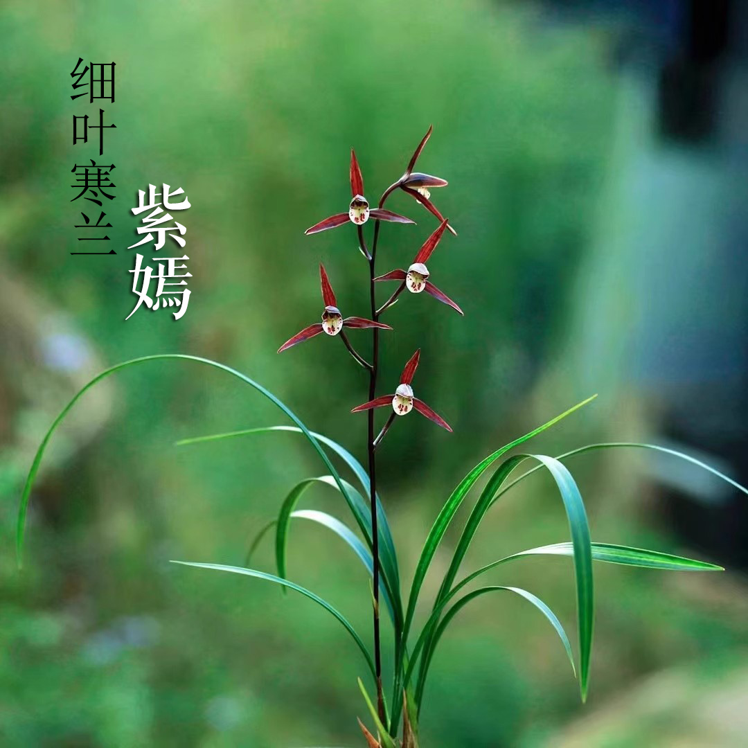 紫燕红如意细叶寒兰转色兰花