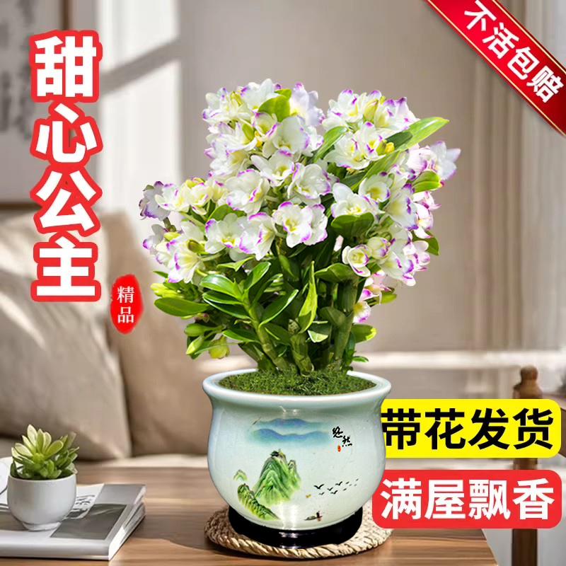 春石斛系列带花苞浓香型好养花卉