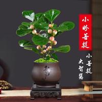 小盼菩提盆栽帶果菩提樹