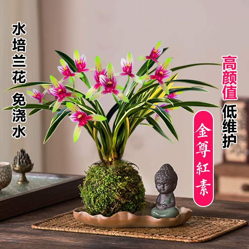 水培植物兰花盆栽建兰室内好养耐寒浓香型兰草名贵花卉盆栽,鲜花速递/花卉仿真/绿植园艺,国兰/杂交兰/洋兰类,淘宝优惠券,粉丝福利购,淘宝优惠卷