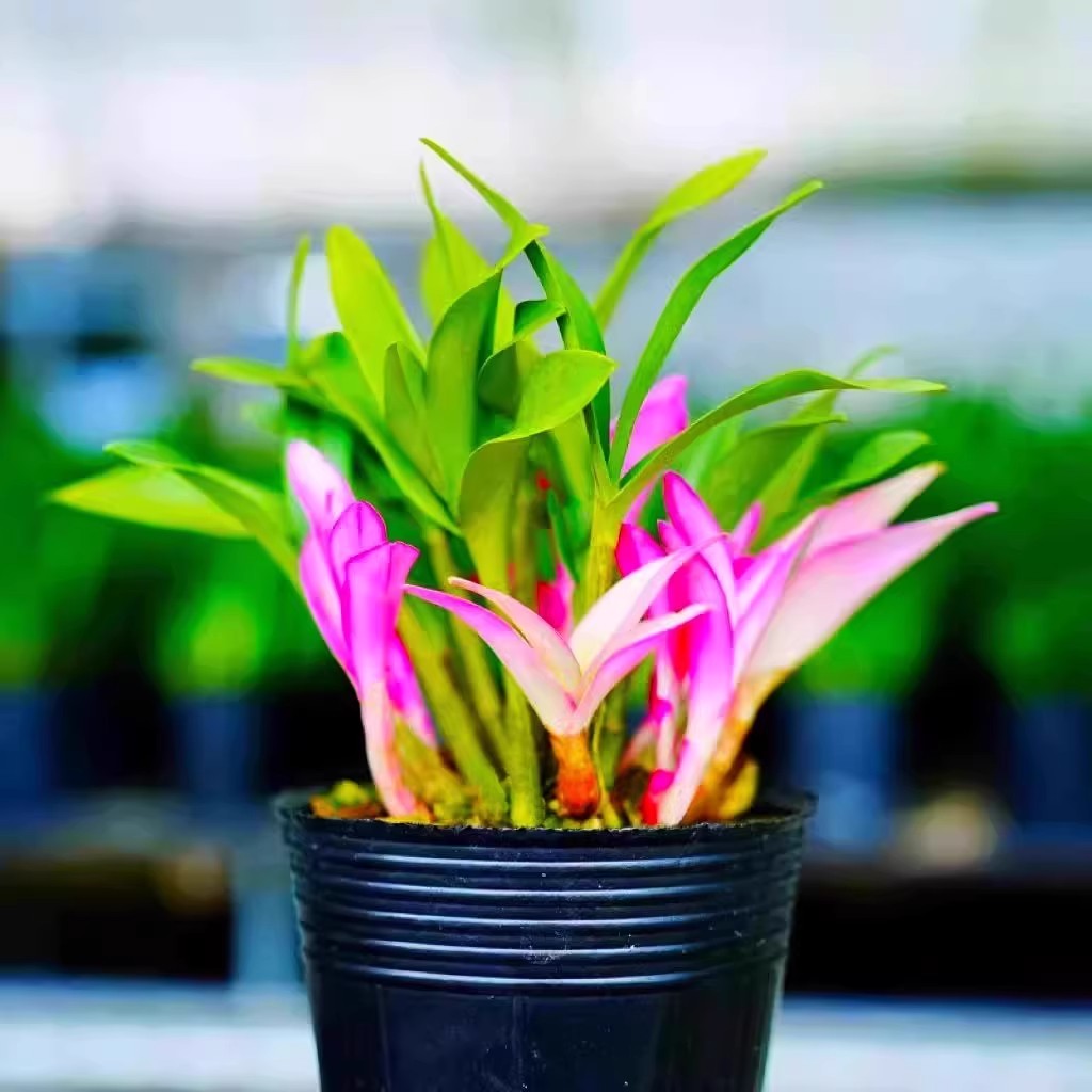 七彩香水石斛兰花苗带红芽室内好养花卉绿植冬带花苞盆栽客厅阳台