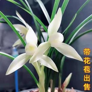 春兰浓香型 雪影 白雪公主带花苞室内外兰花苗好养易活绿植盆栽