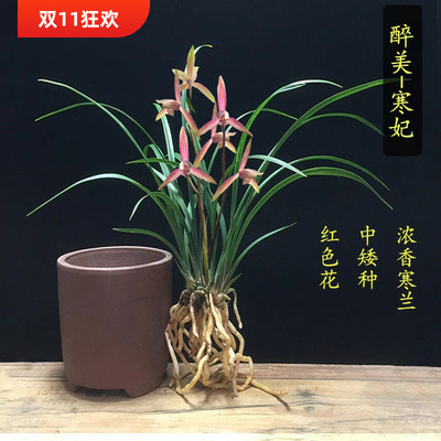兰花苗细叶寒兰花卉绿植盆栽