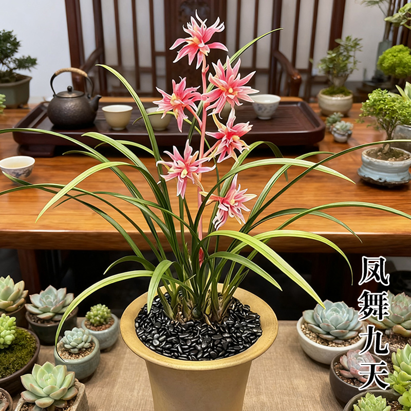 兰花苗盆栽凤舞九天 黄金甲 粉月荷带花苞四季花卉室内外好养绿植