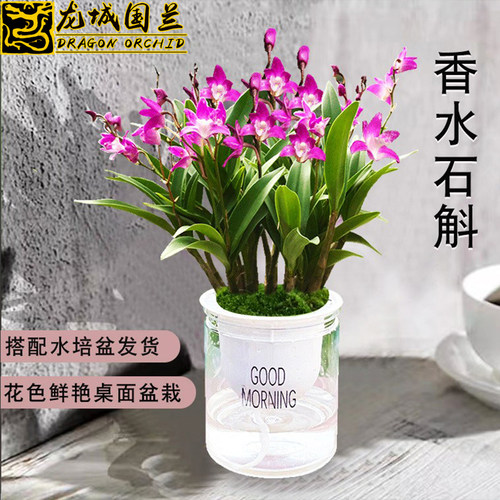 带花苞香水石斛室内外花卉绿植