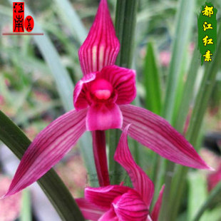 大红袍冬带花苞出售 春兰建兰春剑红素 24种兰花苗全部19元 特价