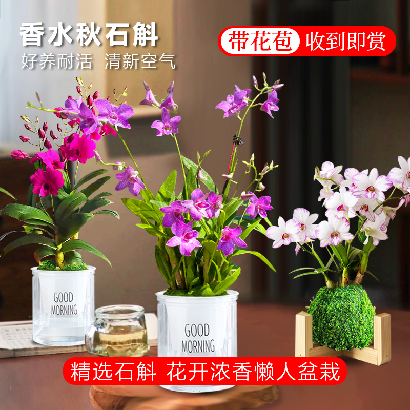 秋石斛系列 带花苞出售品种多样四季来花送盆水培绿植 室内外好养