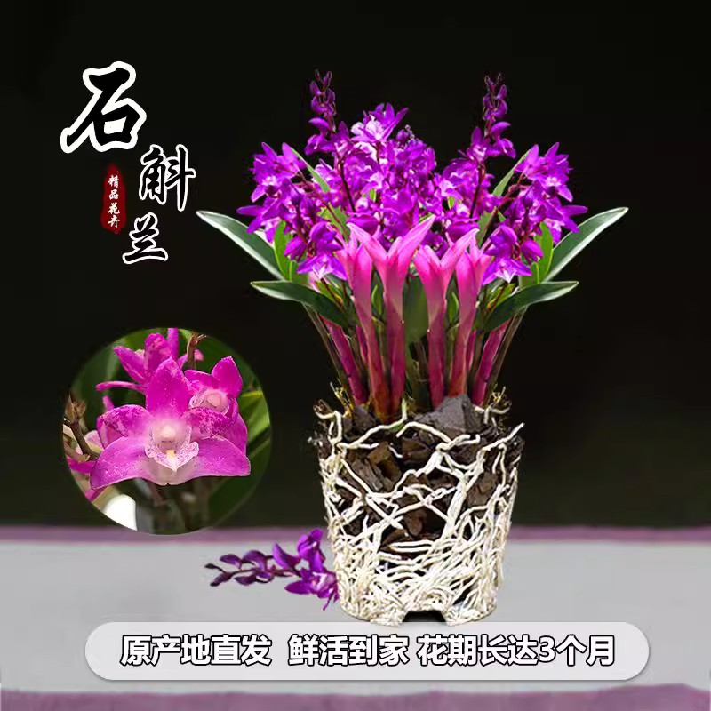 七彩香水石斛兰花好养绿植浓香