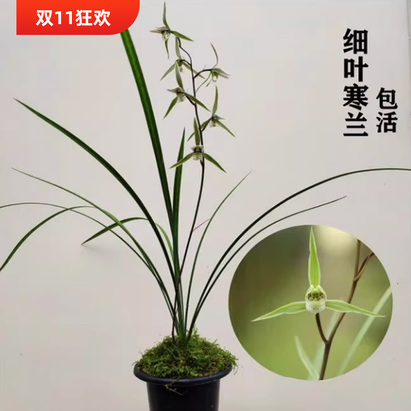 兰花苗细叶寒兰秋冬带花苞浓香型