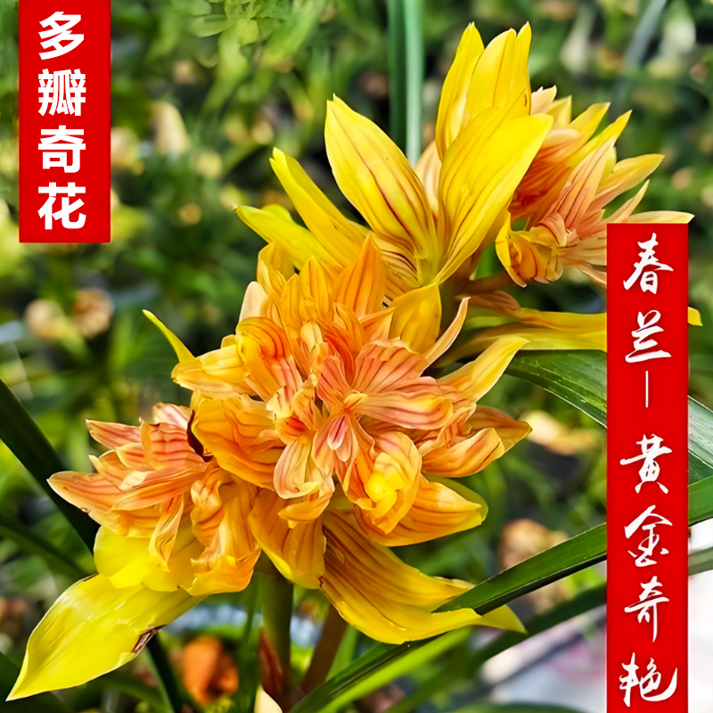 黄金奇艳客厅室内阳台浓香花卉