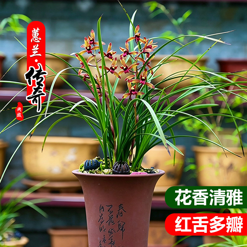 蕙兰传奇红素老种浓香兰花苗