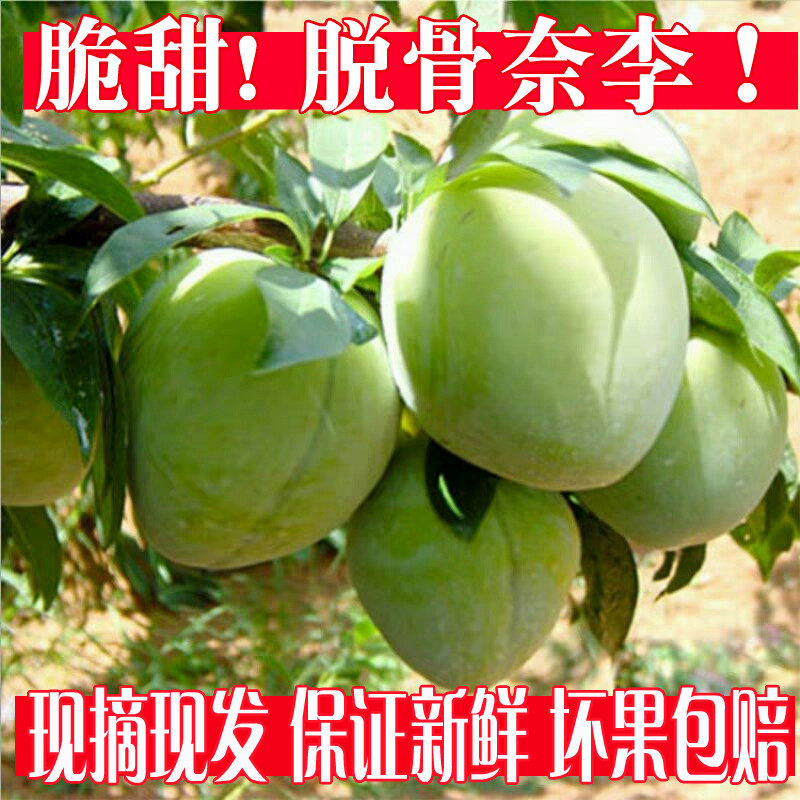 湖南怀化脱骨奈李新鲜水果5斤现摘赖李油奈空心青奈脆甜桃形李子