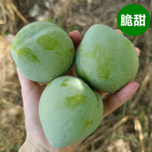 湖南怀化脱骨奈李新鲜水果5斤当季现摘油奈空心青奈桃形李大李子