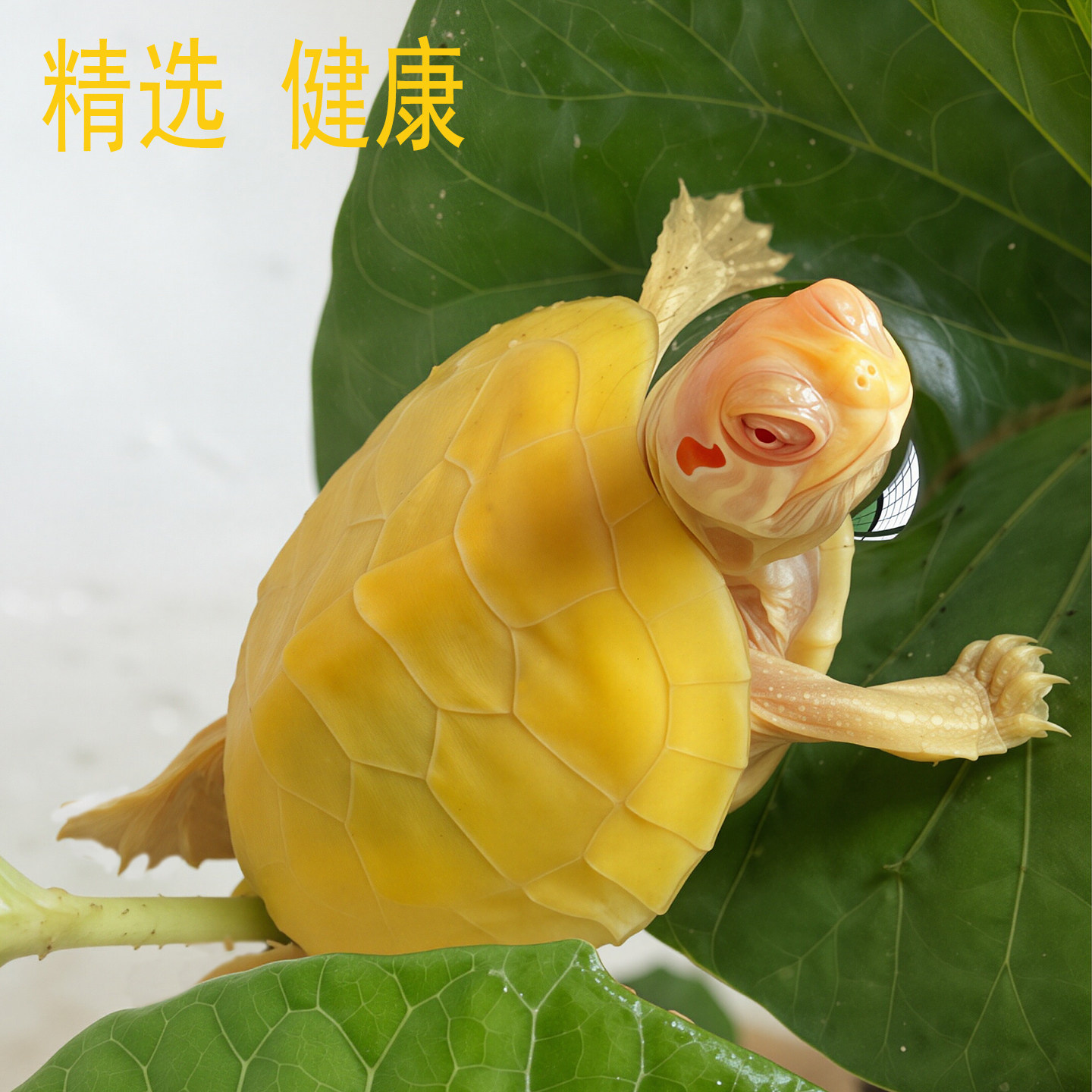 变异白化巴西龟苗乌龟宠物黄金龟观赏网红深水混养小乌龟活物