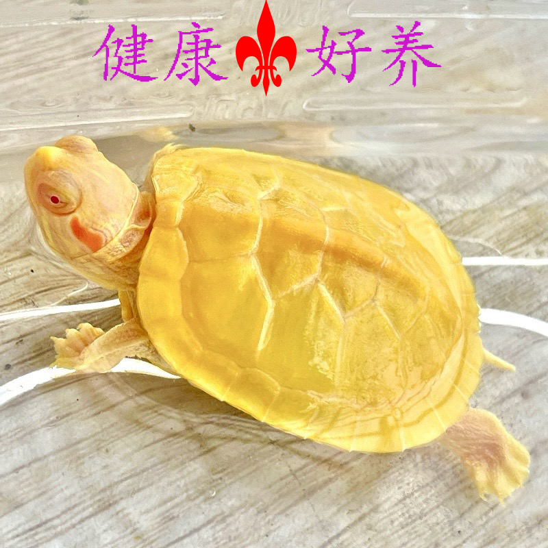 白化巴西龟苗乌龟宠物蕉糖观赏