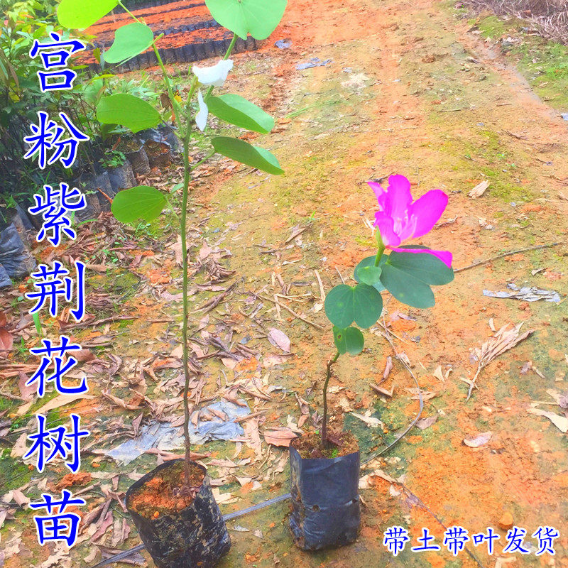 宫粉紫荆苗红花别墅庭院羊蹄甲